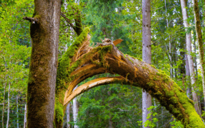 DANGER DE CHUTES D&rsquo;ARBRES